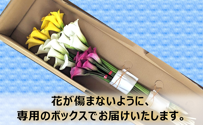 【2025年先行予約】【数量限定】花 カラー（生花）60～70cm おまかせミックス 20本前後 生産者：安達壽人 猪苗代産 プレゼント 贈り物 ギフト ※2025年9月上旬より順次発送予定 ※沖縄・離島への配送不可
