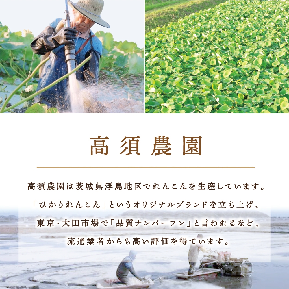 ひかりれんこん2kg (ASサイズ) 専用箱入｜れんこん レンコン 蓮根 根野菜 浮島れんこん [1743]