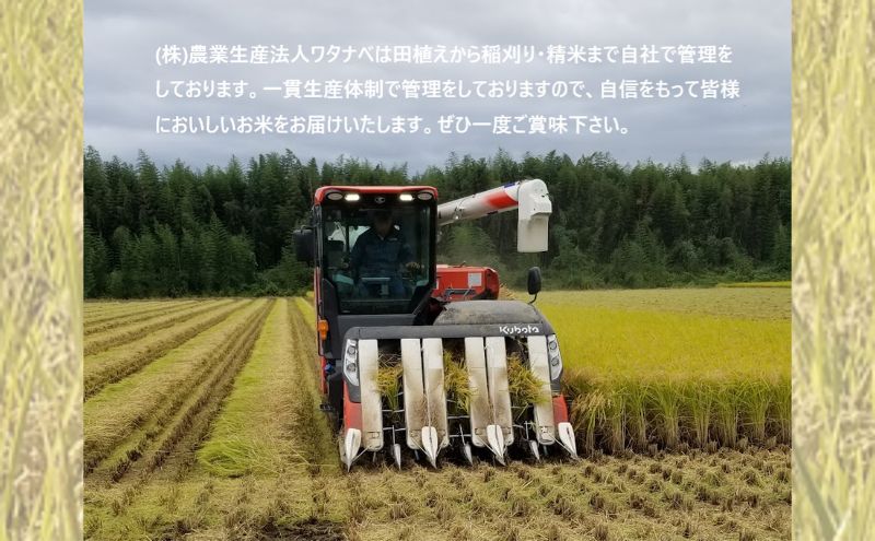 【数量限定】栃木県鹿沼市産 とちぎの星 無洗米 5kg 令和7年産 | 水稲うるち精米 単一原料米 お米 特A 大粒 甘さ ※沖縄・離島への配送不可