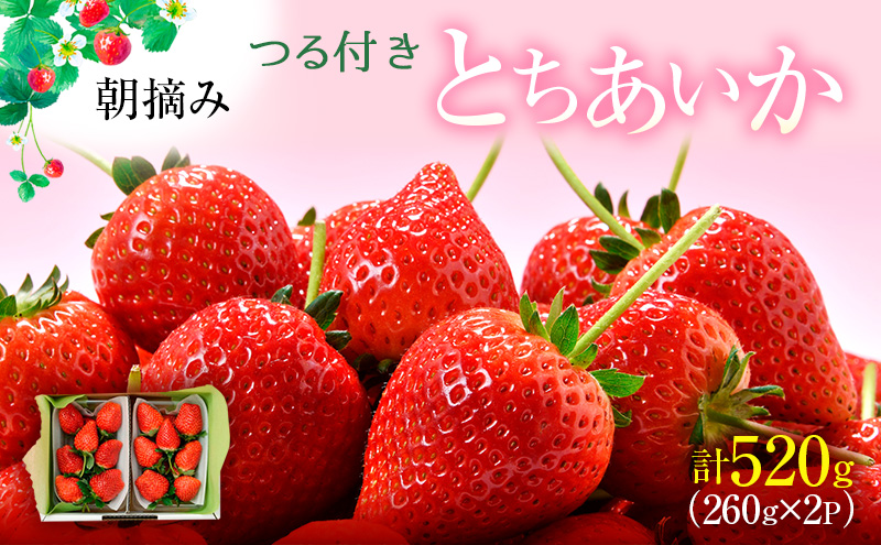 【先行予約】つる付き とちあいか 2パック箱（2025年12月下旬～2026年1月上旬発送） いちご 果物 フルーツ 苺 イチゴ くだもの 朝取り 新鮮 美味しい 甘い