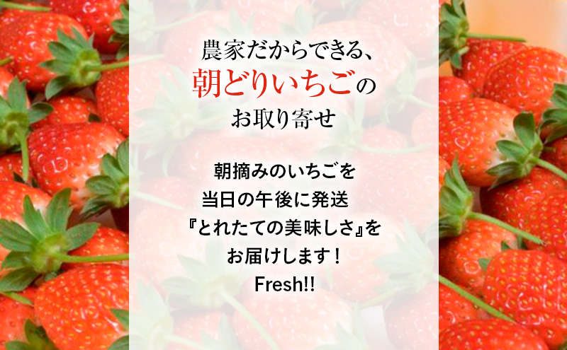 楽天市場】いちご 食べ比べ スカイベリー とちおとめ とちあいか
