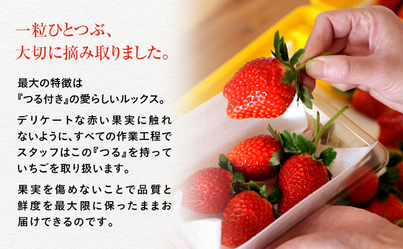 つる付き とちおとめ 2パック箱（3月～5月発送） いちご 果物