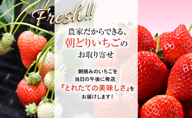 【先行予約】つる付き とちあいか 4パック（2025年12月下旬～2026年1月上旬発送） いちご 果物 フルーツ 苺 イチゴ くだもの 朝取り 新鮮 美味しい 甘い