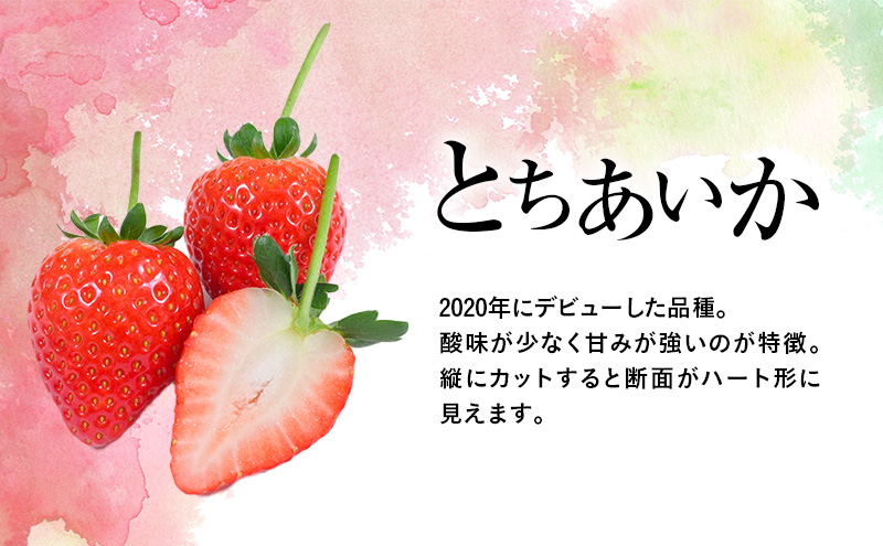 【先行予約】つる付きとちあいか 大粒プレミアム 2パック （2026年2月上旬～2月中旬発送） いちご 果物 フルーツ 苺 イチゴ くだもの 朝取り 新鮮 美味しい 甘い
