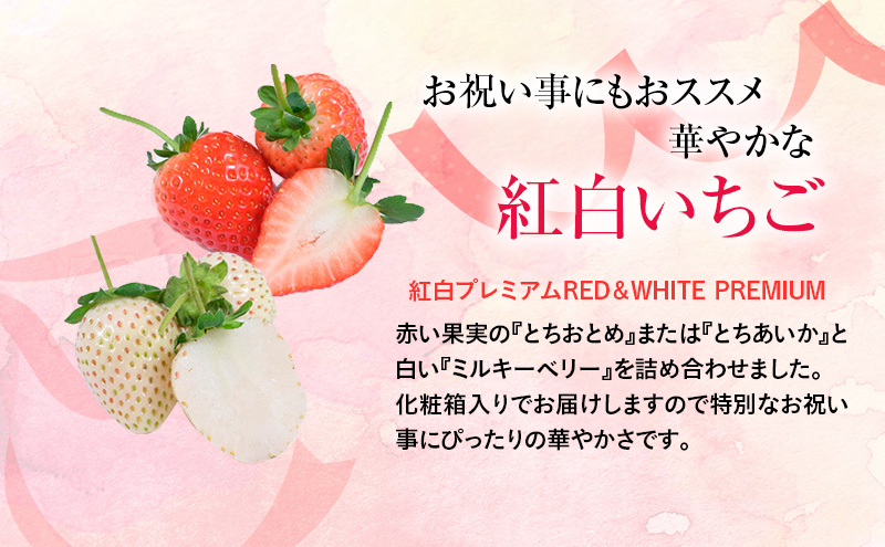 【先行予約】つる付き 紅白プレミアム苺 2パック （2026年2月上旬～2月中旬） いちご 果物 フルーツ 苺 イチゴ くだもの とちあいか ミルキーベリー  朝取り 新鮮 美味しい 甘い