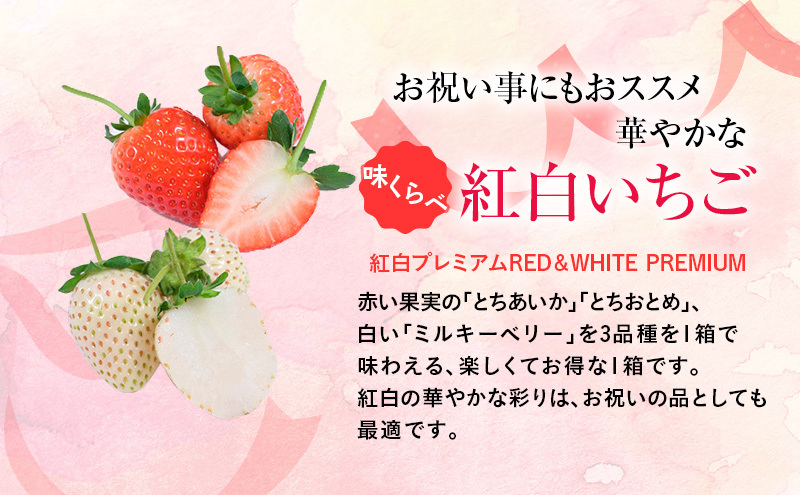 【先行予約】味くらべ紅白いちご 3種 4パック （2026年1月中旬～1月下旬）  いちご 果物 フルーツ 苺 イチゴ くだもの とちあいか ミルキーベリー とちおとめ 朝取り 新鮮 美味しい 甘い