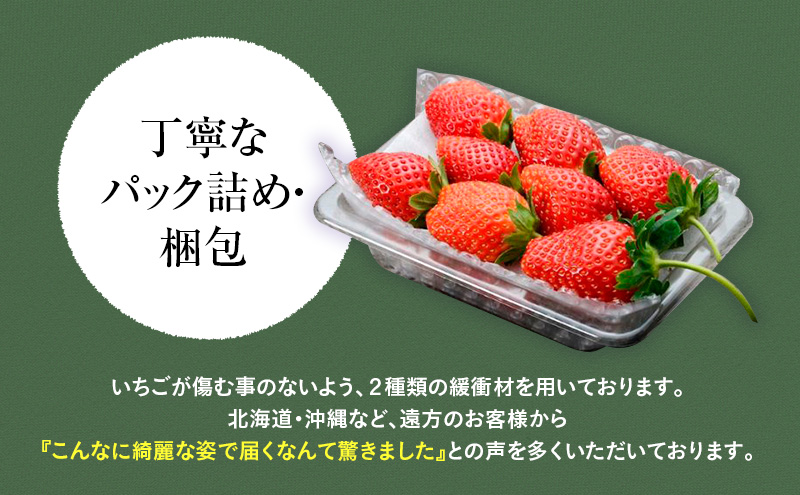 【先行予約】おめでた紅白2種いちご 4パック （2025年11月下旬～12月中旬） いちご 果物 フルーツ 苺 イチゴ くだもの とちあいか ミルキーベリー 朝取り 新鮮 美味しい 甘い