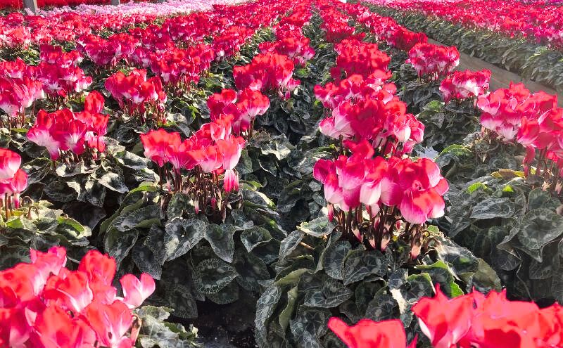 【先行予約】シクラメン ドリームオレンジ 鉢植え 6寸鉢 ｜ 自宅用 贈答用 ギフト 鹿沼市 栃木県 ※2025年11月下旬～12月下旬頃に順次発送予定