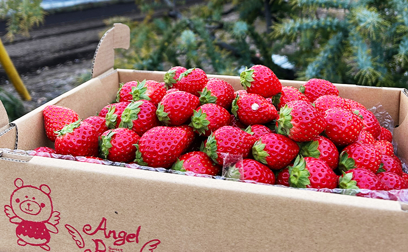 ロールケーキ 濃いちごロールケーキ 2個入り | イチゴ スイーツ デザート とちおとめ 苺 いちご おやつ 菓子 お菓子 洋菓子 ケーキ 濃厚 贅沢 ふわふわ いちごクリーム 鹿沼市 栃木県 米粉スイーツ グルテンフリー