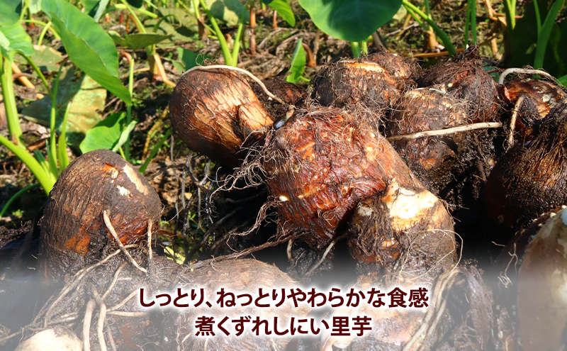 鹿沼市産 里芋 5kg 約50個入り 1箱 さといも 野菜 うまい しっとり ねっとり やわらか 食感 煮くずれしにい 鹿沼市 かぬま　※沖縄・離島への配送不可　※2025年12月上旬～12月下旬頃に順次発送予定