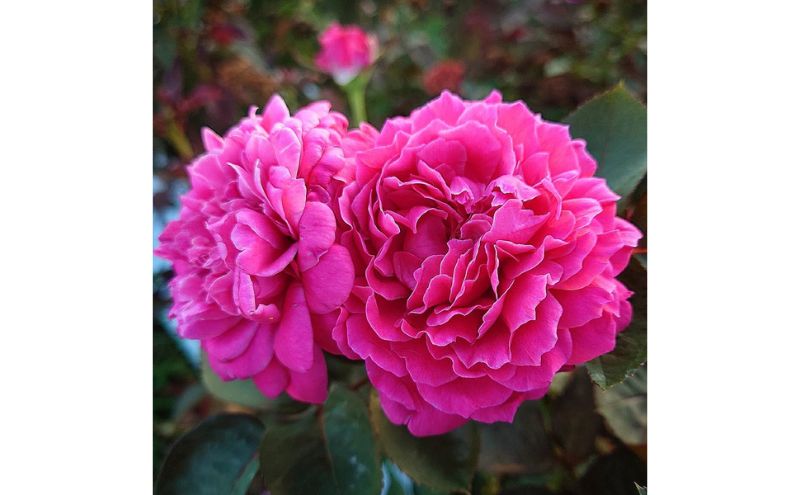 【Apple Roses】バラ苗『イフリート』大苗6号ポット植え [52210968]