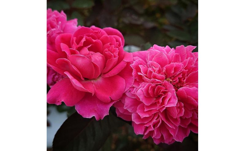 【Apple Roses】バラ苗『イフリート』大苗6号ポット植え [52210968]