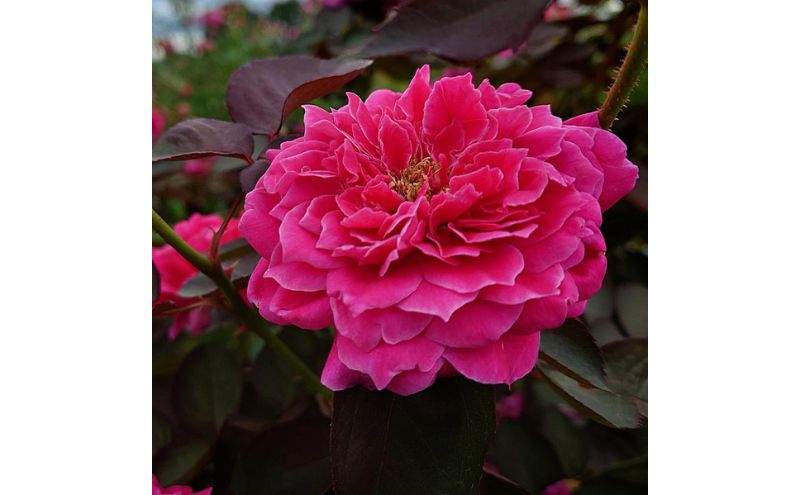 【Apple Roses】バラ苗『イフリート』大苗6号ポット植え [52210968]