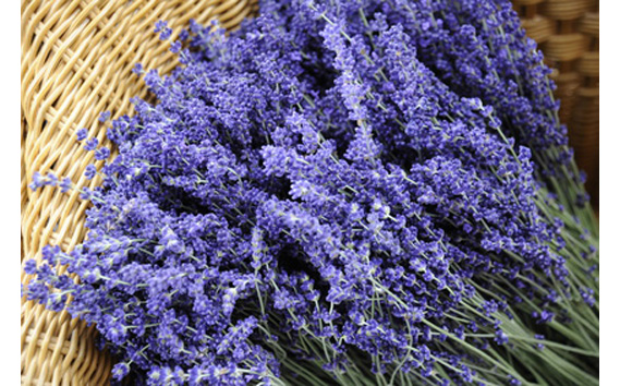 国産よもぎ使用＊よもじお＊お風呂用パック（ラベンダー）