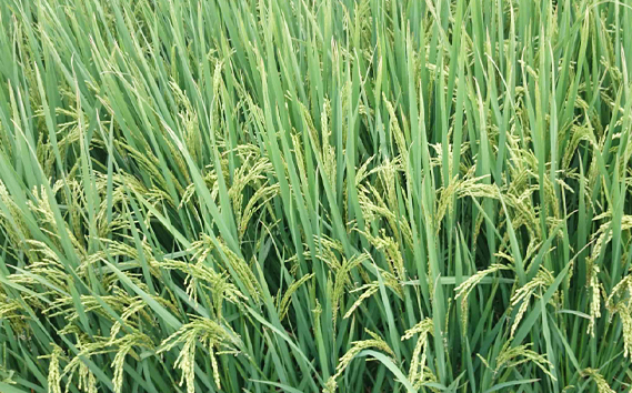 コシヒカリ　玄米10kg 埼玉県産　鴻巣市　川里　アサヒ農研　単一原料米　送料無料