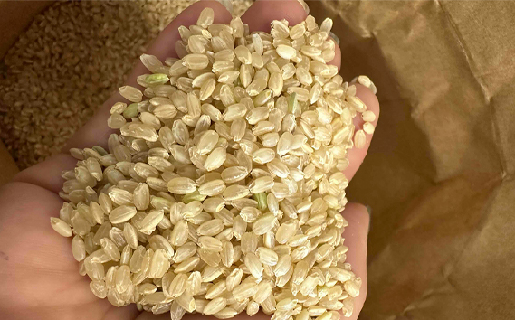 コシヒカリ　玄米10kg 埼玉県産　鴻巣市　川里　アサヒ農研　単一原料米　送料無料