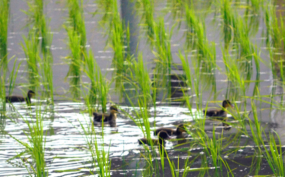 【アイガモ農法のお米】ガバレ農場「彩のきずな」5kg　玄米　精米歩合指定OK
