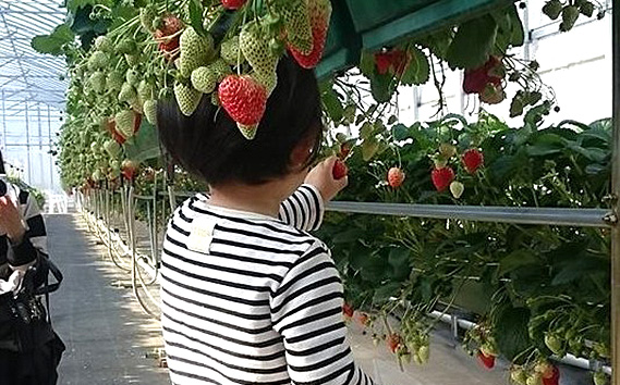 ［観光福祉農園元気ファーム］いちご狩りペアチケット（1ハウス分割貸切）