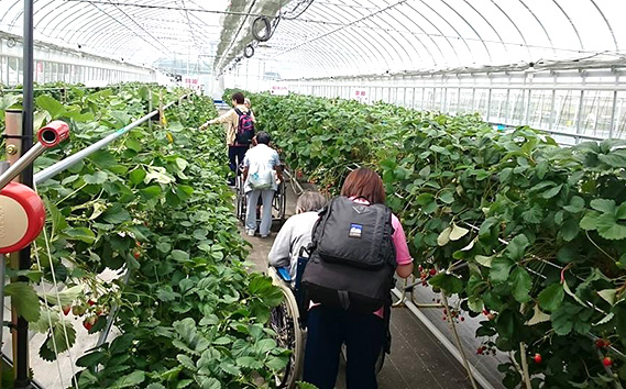［観光福祉農園元気ファーム］いちご狩りペアチケット（1ハウス分割貸切）