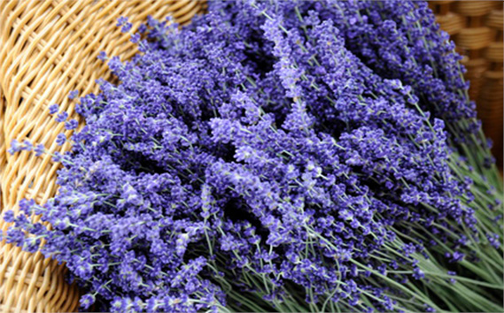 国産よもぎ使用＊よもじお＊お風呂用パック（ラベンダー）大袋入り