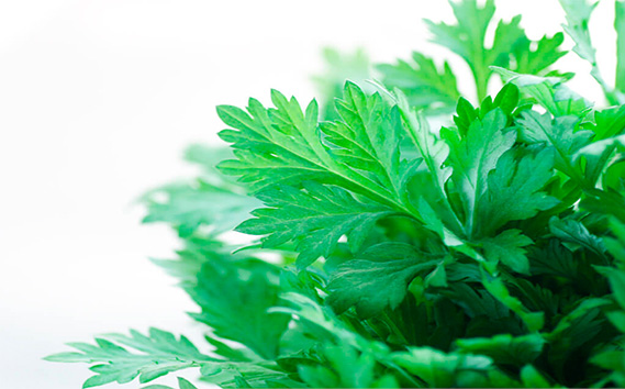 国産よもぎ使用＊よもじお＊お風呂用パック（シンプル）大袋入り