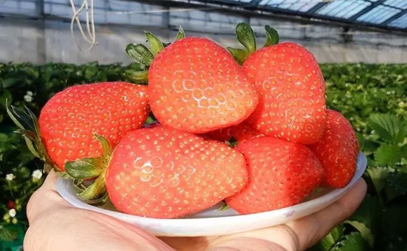 2月7日（土）旬のいちごが食べ放題！摘みたていちごで楽しむかんたん手作りスイーツ体験 1名様分 いちご狩り いちご スイーツ 体験 千葉あそび 千葉市