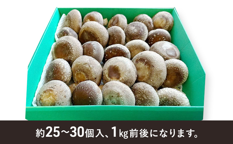 しいたけ 肉厚生椎茸1kg 椎茸 シイタケ 高品質 通年栽培 肉厚 大粒 しっかり 噛み応え きのこ 千葉市 千葉県