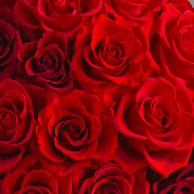 クリムゾン 花 お花 プリザーブドフラワー ギフト プレゼント お祝い 誕生日 お供え アレンジ インテリア 東京都 墨田区【レッド】