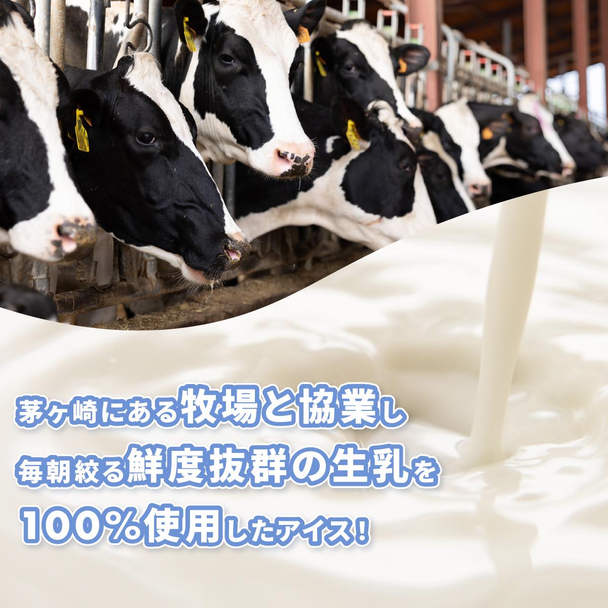 プレンティーズ 生チョコアイスサンド 10個 【のし無】