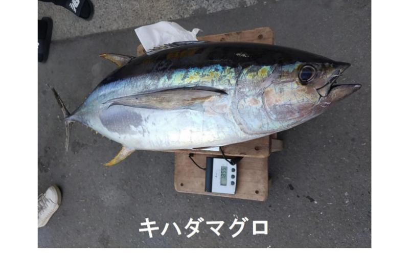 茅ヶ崎・釣り船　まごうの丸乗船券20,000円分　チケット 乗船券 乗船チケット 釣り フィッシング 釣船 乗合船 相模湾 ライト五目 タイ五目 シロギス カツオ キハダマグロ ヤリイカ
