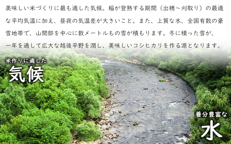 こしひかり 新潟産 コシヒカリ 20kg 米 お米 こめ コメ ごはん 新潟 白米 コシヒカリ ブランド米 銘柄米 お取り寄せ 産地直送