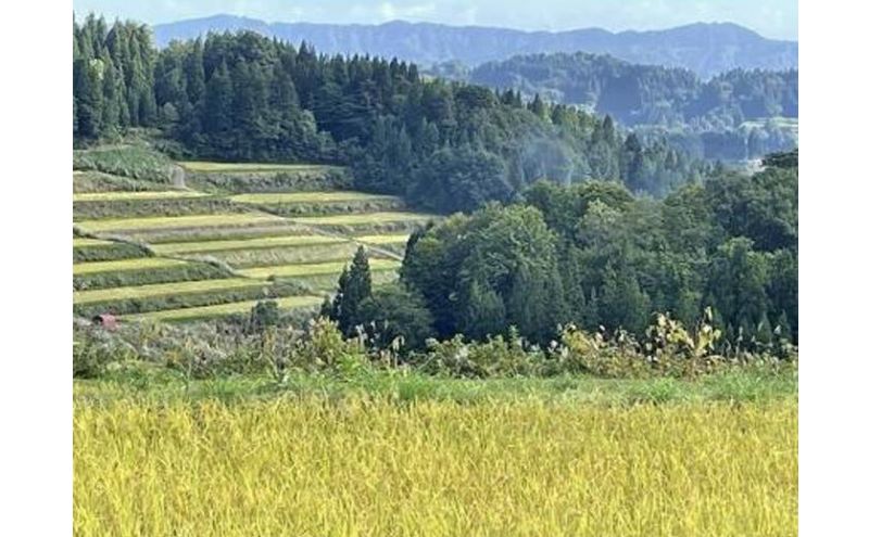 【令和7年産】【食味鑑定士厳選】3カ月 定期便 日本棚田百選のお米 天空の里 魚沼産 こしひかり 15kg(5kg×3)×3回 米 お米 コメ