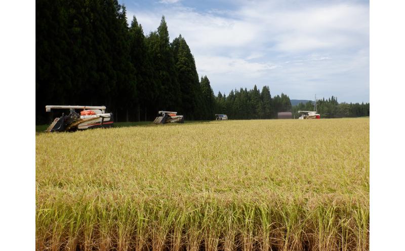 【通年受付】令和7年産魚沼産新之助　精米5kg　全3回 十日町市 十日町 米