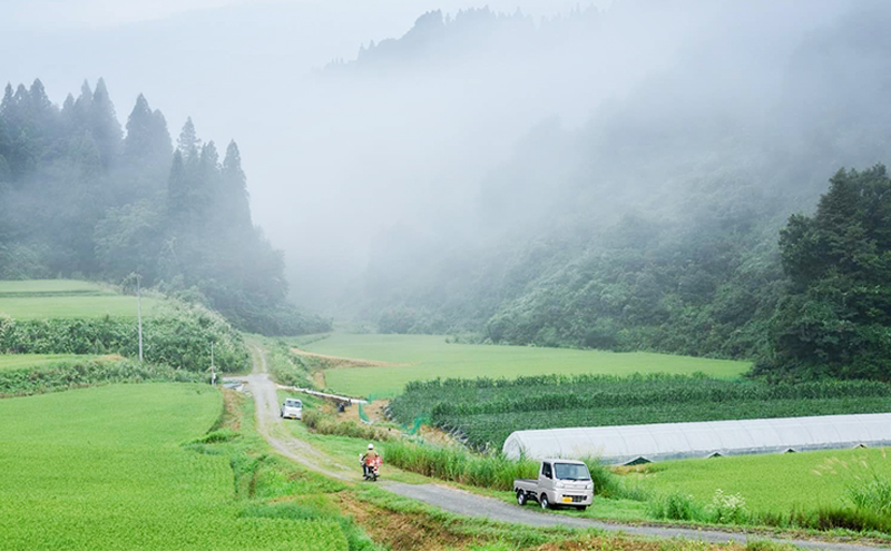 【数量限定！】あま！うま！ミネラル栽培の魚沼産従来コシヒカリ精米10kg (5kg×2袋)
