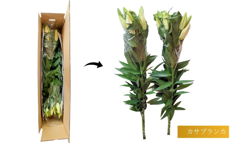 カサブランカ(規格外品)5本束 花 お花 規格外 花束 切り花 新潟県 十日町市