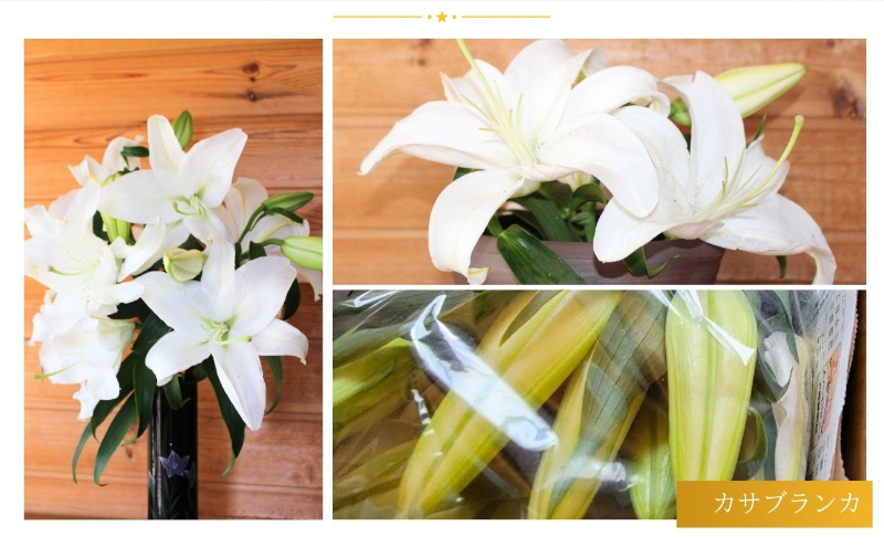 ユリの女王 カサブランカ6本束(正規品3本・規格外品3本) 花 お花 規格外 花束 切り花 新潟県 十日町市