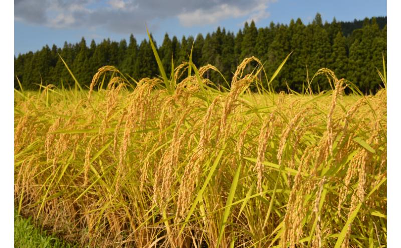 【令和7年産】魚沼産新之助(精米)5kg 米 お米 精米 しんのすけ 中魚沼 新潟県 十日町市