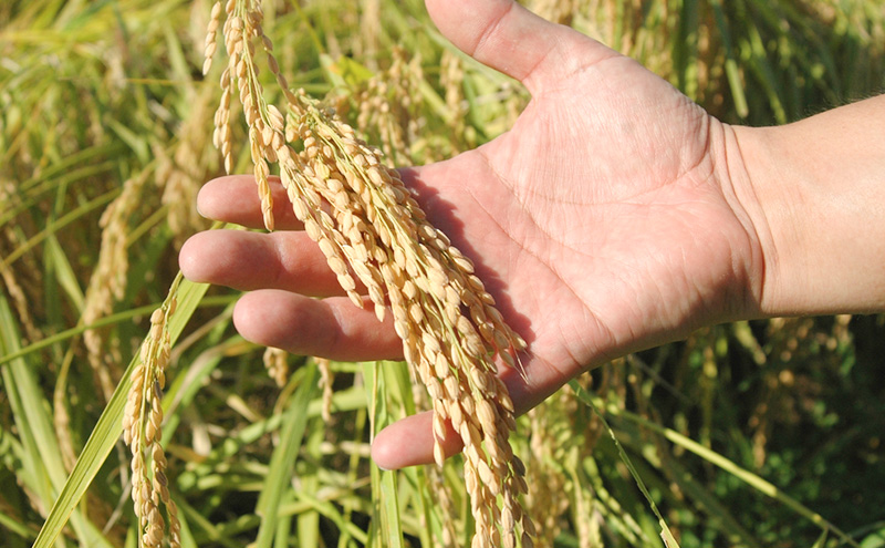 お米 新潟県上越産 特別栽培米 コシヒカリ 5kg 令和7年産 こしひかり 米 こめ おすすめ ふるさと納税 新潟 新潟県産 にいがた 上越 上越産