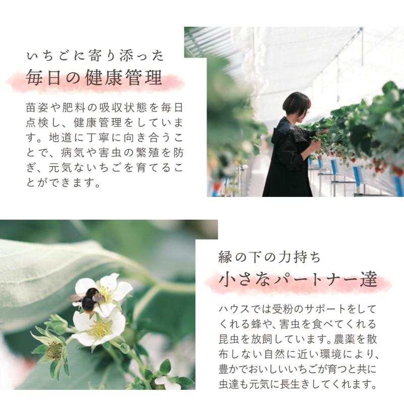 【先行予約 | 2026年1月中旬より出荷開始】いちご 大粒 カラダよろこぶ やみつき 越後姫 約400g×1パック (9～15粒入り) イチゴ 苺 上越市 新潟