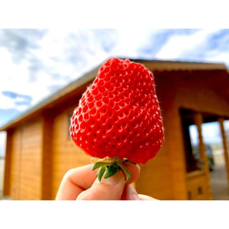 【先行予約 | 2026年1月中旬より出荷開始】いちご 大粒 カラダよろこぶ やみつき 越後姫 約400g×1パック (9～15粒入り) イチゴ 苺 上越市 新潟