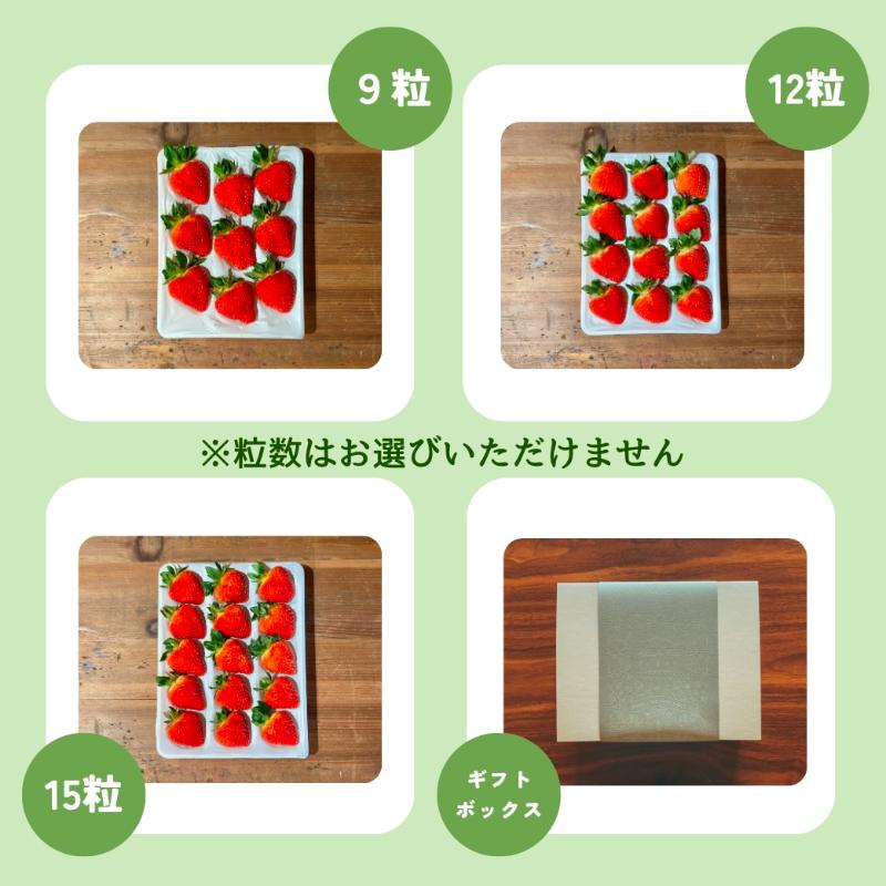 【先行予約 | 2026年1月中旬より出荷開始】いちご 大粒 カラダよろこぶ やみつき 越後姫 約400g×1パック (9～15粒入り) イチゴ 苺 上越市 新潟