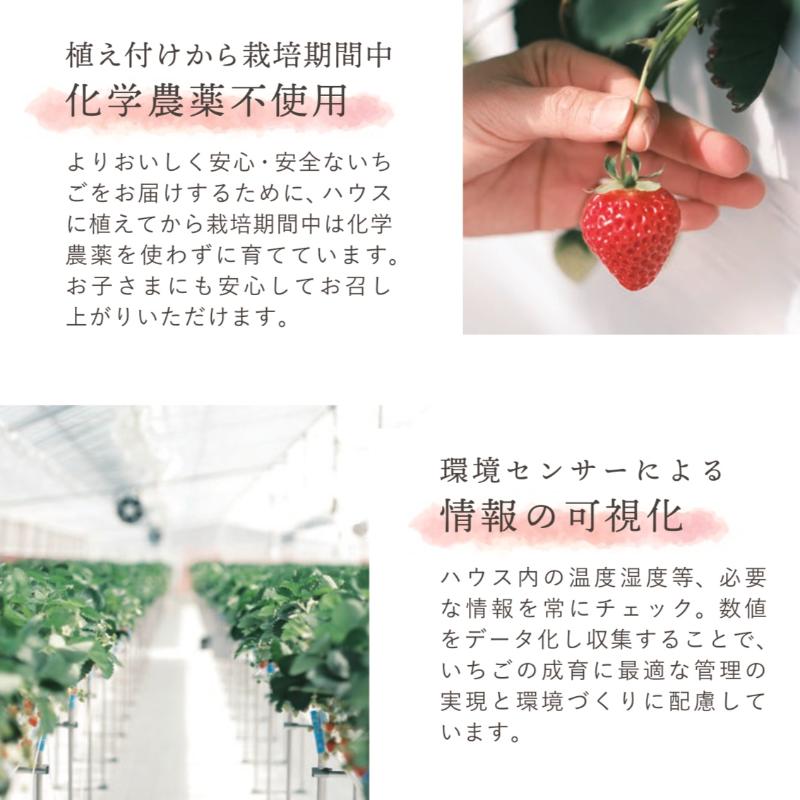 【先行予約 | 2026年2月上旬より出荷開始】いちご 中粒 カラダよろこぶ やみつき 越後姫 約200g×2パック (18～30粒入り) イチゴ 苺 上越市 新潟