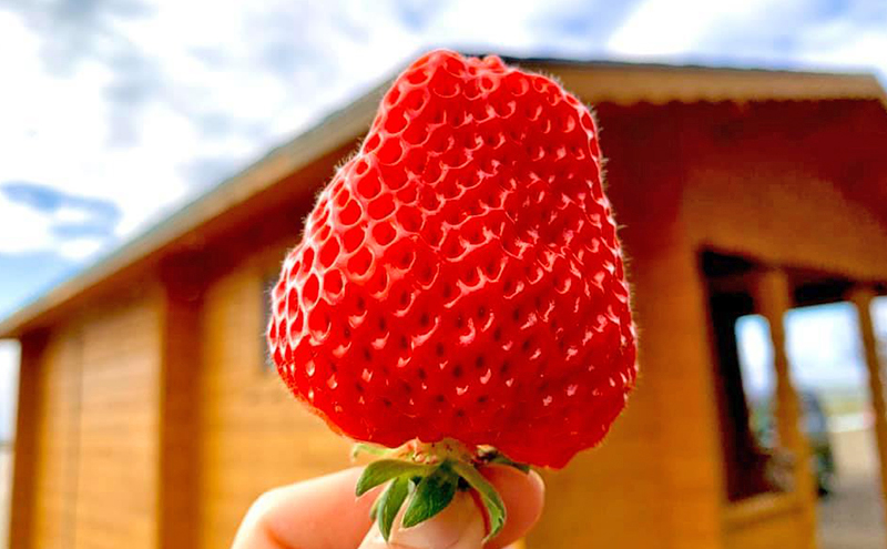 【ふるさと納税限定　先行予約で苺ジャムと苺のフリーズドライをセットにしました】越後姫 大粒 約400g×1パック (9～15粒入り)フリーズドライとジャムのセット イチゴ 苺 上越市 新潟