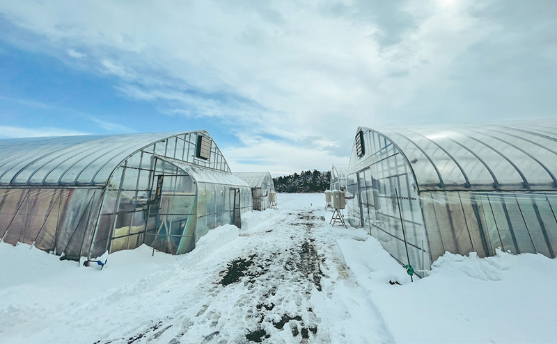 【ふるさと納税限定　先行予約で苺ジャムと苺のフリーズドライをセットにしました】越後姫 大粒 約400g×1パック (9～15粒入り)フリーズドライとジャムのセット イチゴ 苺 上越市 新潟