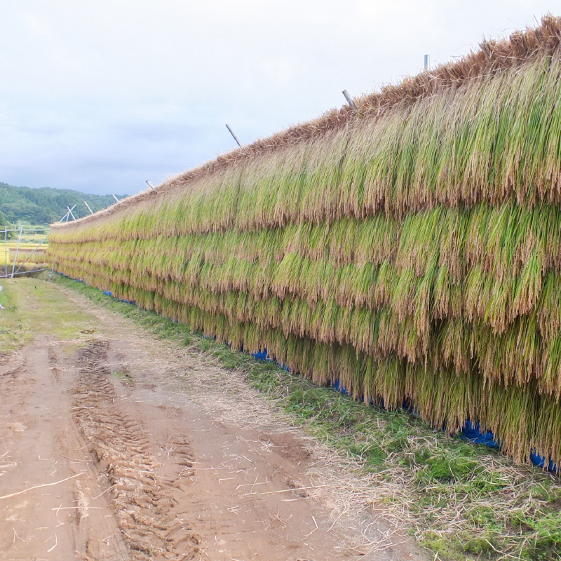 【50セット限定】令和5年産 新潟上越清里産 特別栽培米コシヒカリ10kg(2kg×5袋)白米 こしひかり お米 上越