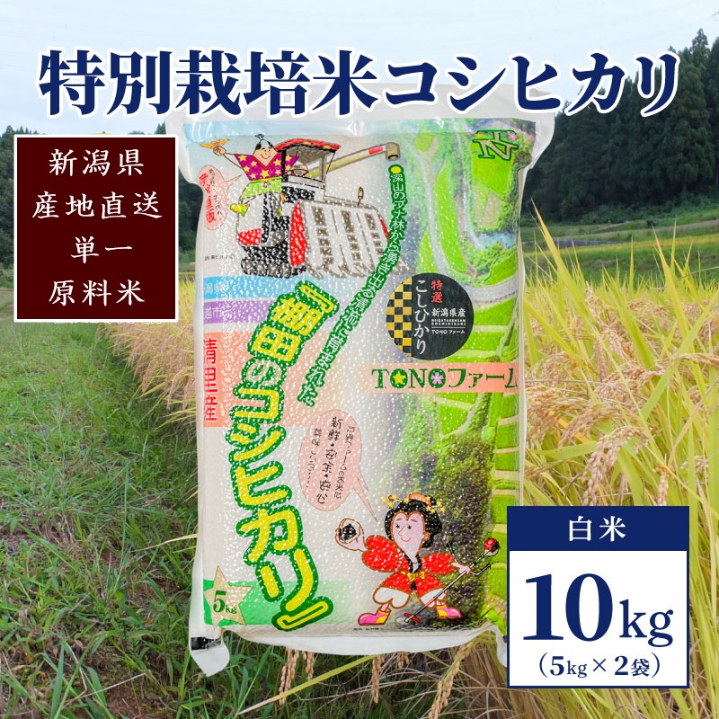 【50セット限定】令和5年産 新潟上越清里産 特別栽培米コシヒカリ10kg(5kg×2袋)白米 こしひかり 米 上越産