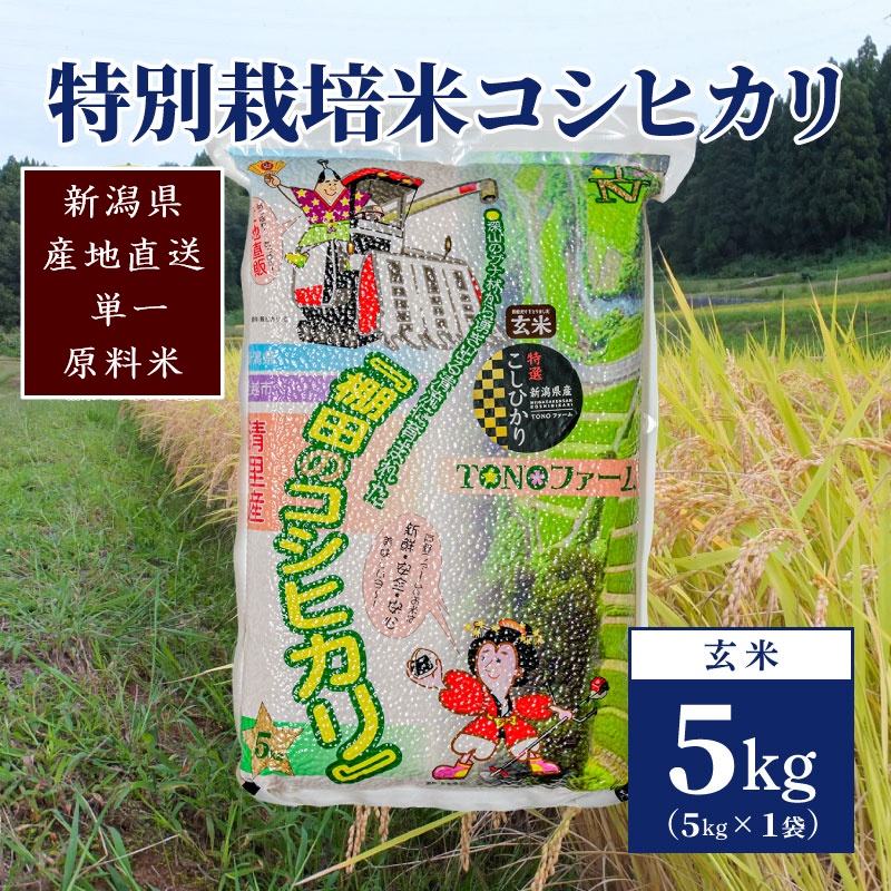 【50セット限定】令和5年産 新潟上越清里産 特別栽培米コシヒカリ5kg(5kg×1袋)玄米 こしひかり 米 上越産