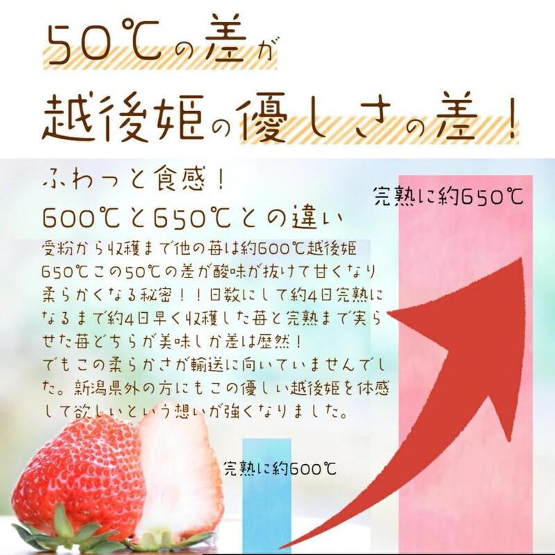 いちご 雪国完熟越後姫桃薫シングル(約380g)ギフト箱入り 食べ比べ セット イチゴ 苺 果物 フルーツ 新潟