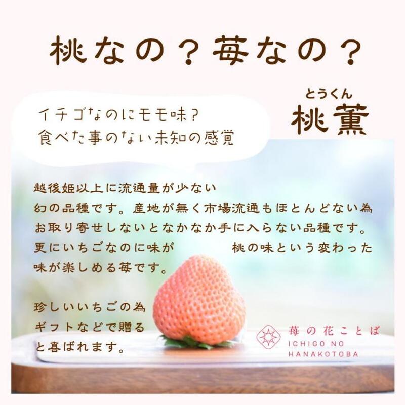 いちご 雪国完熟越後姫桃薫シングル(約380g)ギフト箱入り 食べ比べ セット イチゴ 苺 果物 フルーツ 新潟