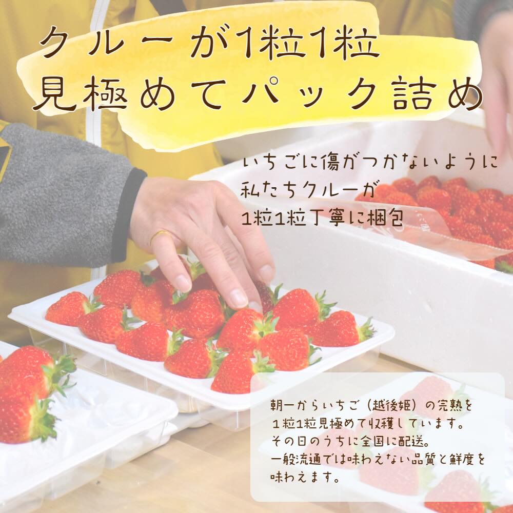 いちご 新潟 雪国完熟越後姫シングル（約380g）ギフト箱入り イチゴ 苺 フルーツ お取り寄せ 贈り物 上越